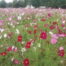 코스모스드림 이미지