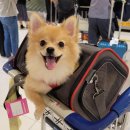 퍼피월드제주 | [제주 애견동반 여행] 제주공항 근처 강아지랑 가볼만한 곳-제주 애견놀이터 "퍼피월드" 위치, 꿀팁