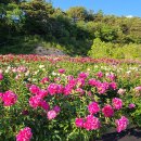 꽃으로 힐링 ** 이미지