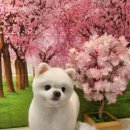 우리 애견 미용실 이미지