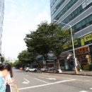 애솔촌돼지 이미지