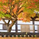 마곡사 내 주차장 화장실 | 천년의 고요를 담은 단풍길, 유네스코가 인정한 공주 마곡사 가을 여행