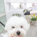 미용하시개 이미지