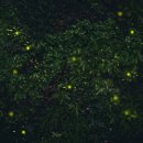 반딧불1 이미지