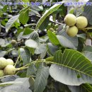 오케이농장 이미지