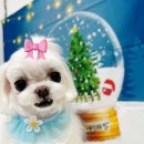 다올 그루밍 이미지