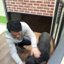 닥터아이펫 동물병원 이미지