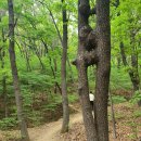 숲속공기 이미지