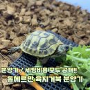 뉴런네이처 | 평생 친구가 된 동헤르만 육지거북 분양기 & 뉴런네이처 방문 후기