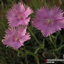 흔들리며 피는 꽃 이미지