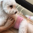 개꿈호텔 이미지