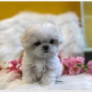 나라애견본점 이미지