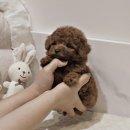 이브애견샵 이미지