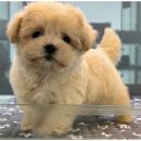 도그마루 이미지