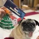 견생냥품 | 2025 크리스마스 기록!무인애견매장에서 산 견생냥품 어드벤트 캘린더 후기