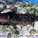 어류도감 이미지