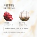 여명농장 | 12월 제주도 어디가 좋을까? 눈과 감성 가득한 겨울 여행지 추천