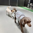 강남서비스 | 강남 서초 애견호텔 믿고 맡긴 서울 스타몽 방문기
