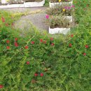 신도3리 이미지