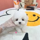 마마스미독 강아지분양 인천점 | 인천강아지분양 꾸준한 소통