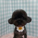 펫피파니 이미지