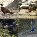 금강철새조망대 이미지