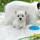 오독안심분양센터 강아지분양 고양이분양 하남점 이미지