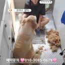 뽀더독(FORTHEDOG) 이미지