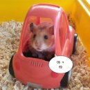 밝은세상안경고촌점 | 차알못의 중고차 셀토스 구입기 1탄: 더 뉴 셀토스 내돈내산 후기