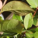 가야농약종묘사 이미지