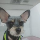 핑크퍼피 이미지