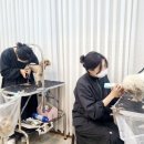 쿨펫애견미용전문학원