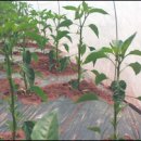 경북농업기술원 영양고추시험장 이미지