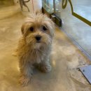 도그마루 강아지 고양이 성남분당점 이미지