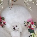 몽클똥개 이미지