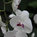 Phalaenopsis orchid 1 이미지
