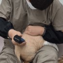 벤토냥 이미지