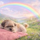 하촌로 | 인천 용한 점집 후기｜떠난 반려견의 이야기를 대신 전해준 곳