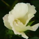 문충공 퇴헌 정천익 이미지