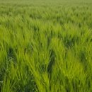 붕어섬 식당 이미지