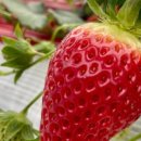 다인농장 이미지