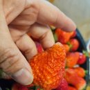 놀부왕족발 | ​대구 관문시장 먹거리 투어! 딸기 2팩 12,000원의 행복 &amp; 필수 맛집