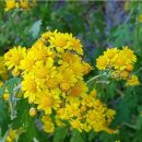 림소프트 이미지