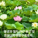 월성조경 | 동궁과월지야간 구경 및 연꽃단지 연꽃 보고 온 후기