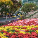 아산 가볼만한곳 피나클랜드 곡교천 은행나무길 천안 근교 여행 코스 이미지