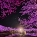 두 번째 벚꽃 이미지