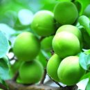 새뜸농장 이미지