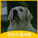 철원동물병원