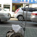 조양래 동물병원 미용실 이미지