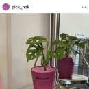 픽녹